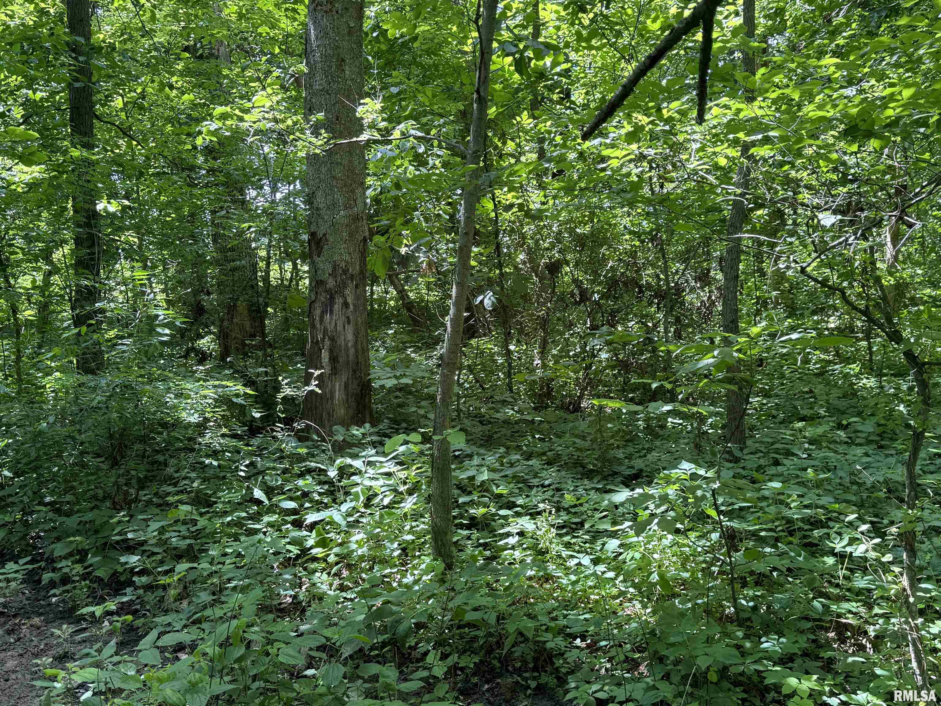 000 1325 N County Road, Cisne, Illinois image 22