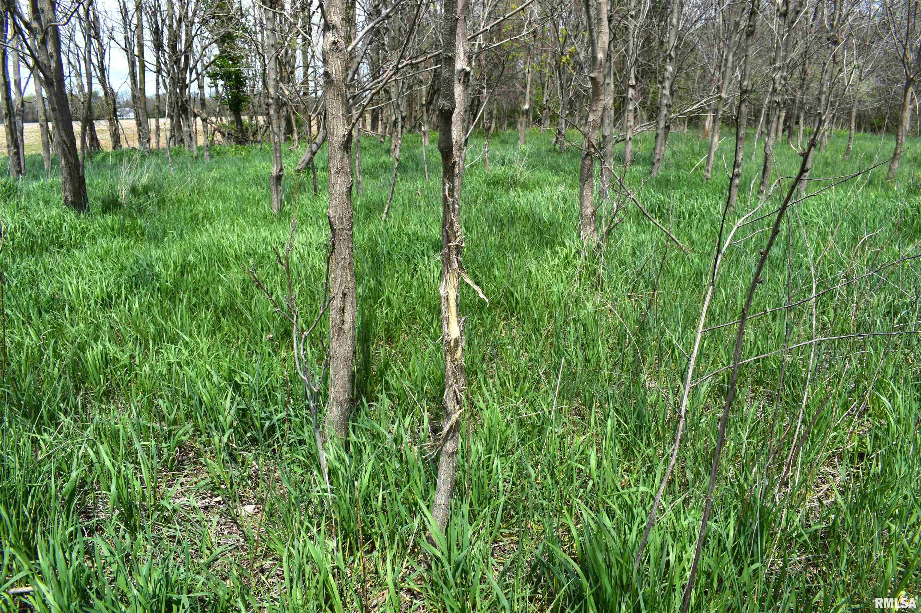 Hammer Road, Concord, Illinois image 14