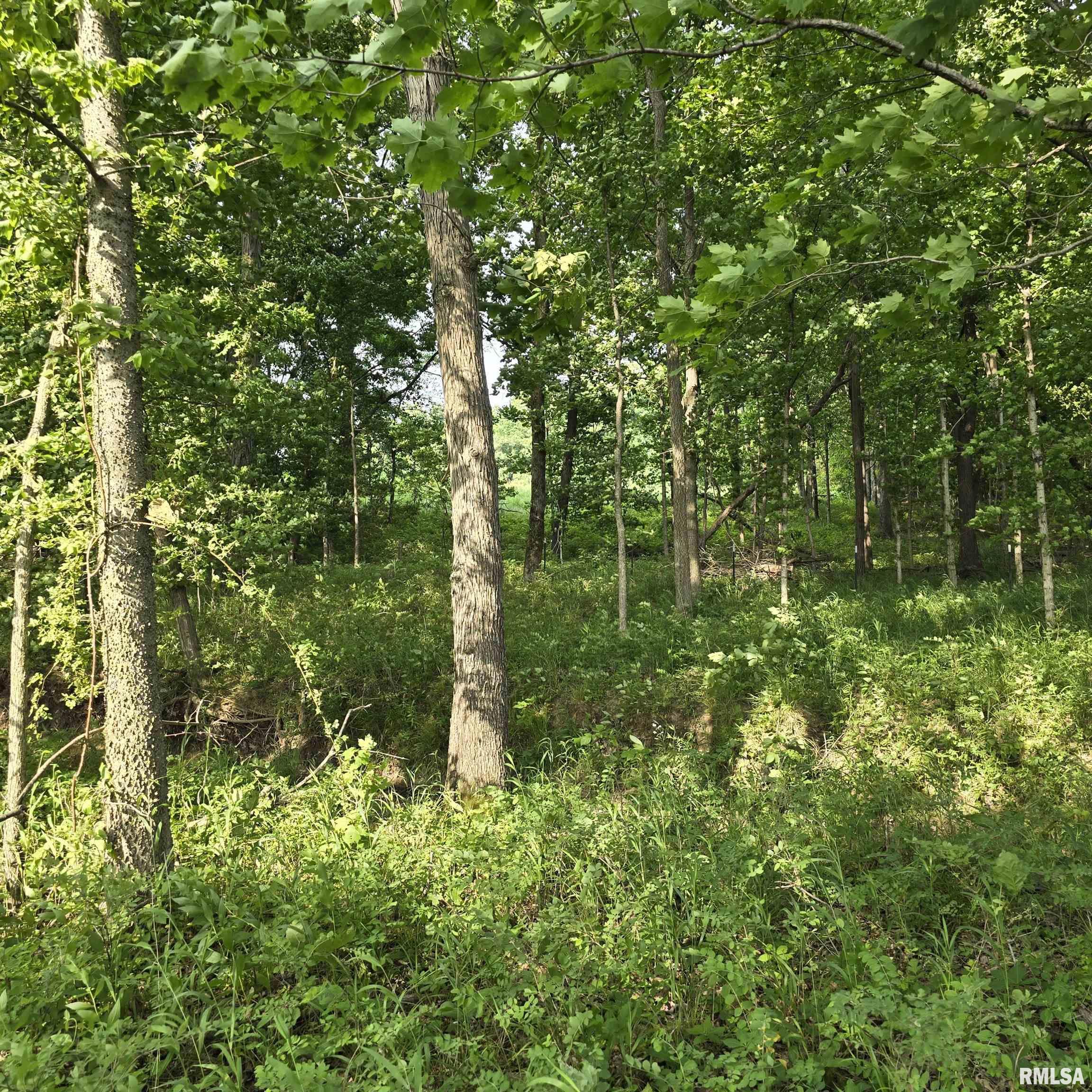 000 Wilson Road, Kinmundy, Illinois image 12