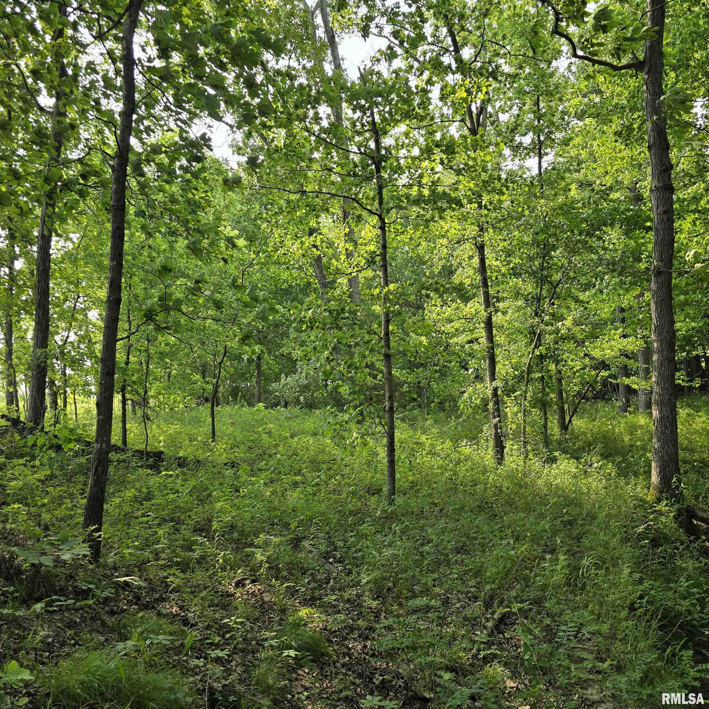 000 Wilson Road, Kinmundy, Illinois image 10
