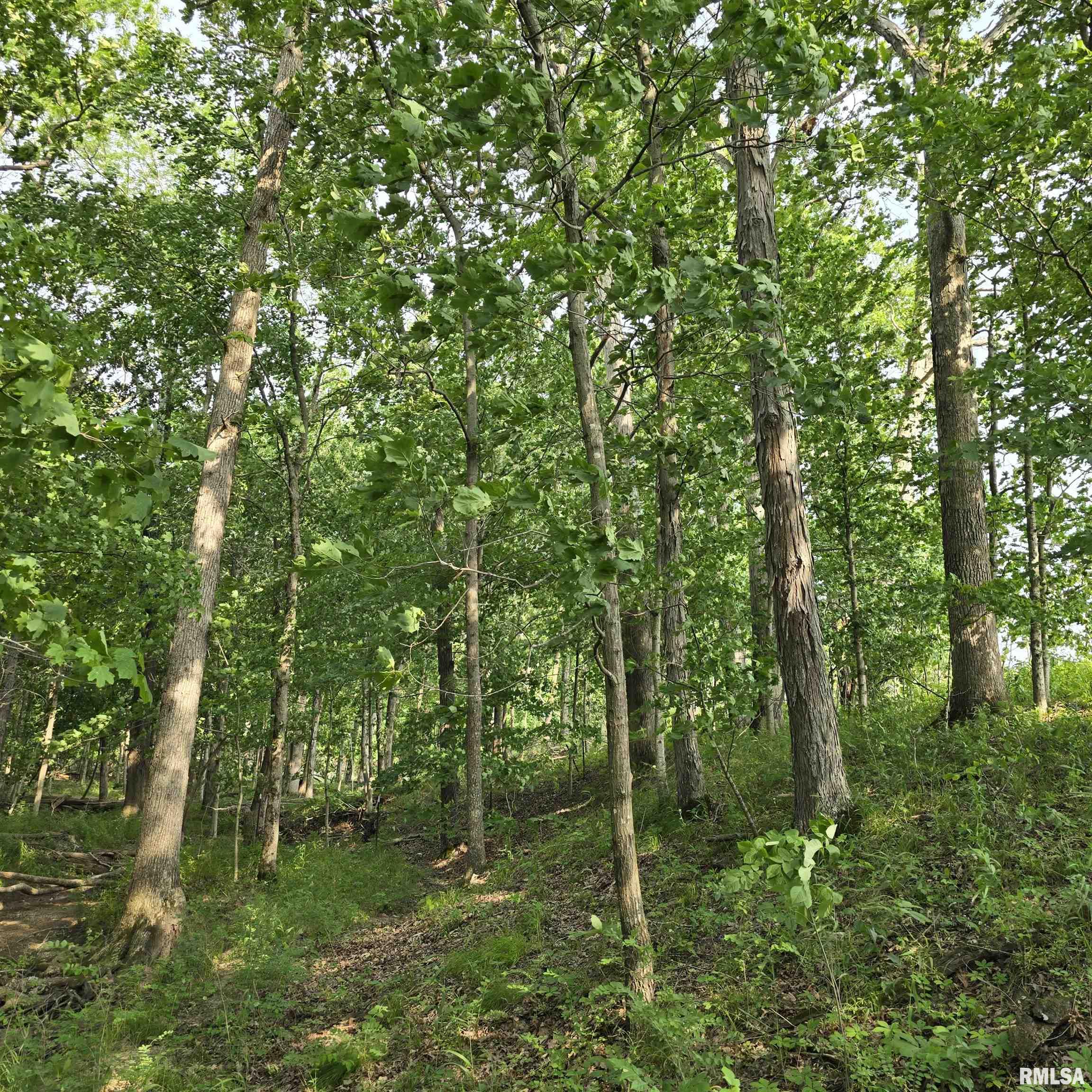 000 Wilson Road, Kinmundy, Illinois image 8