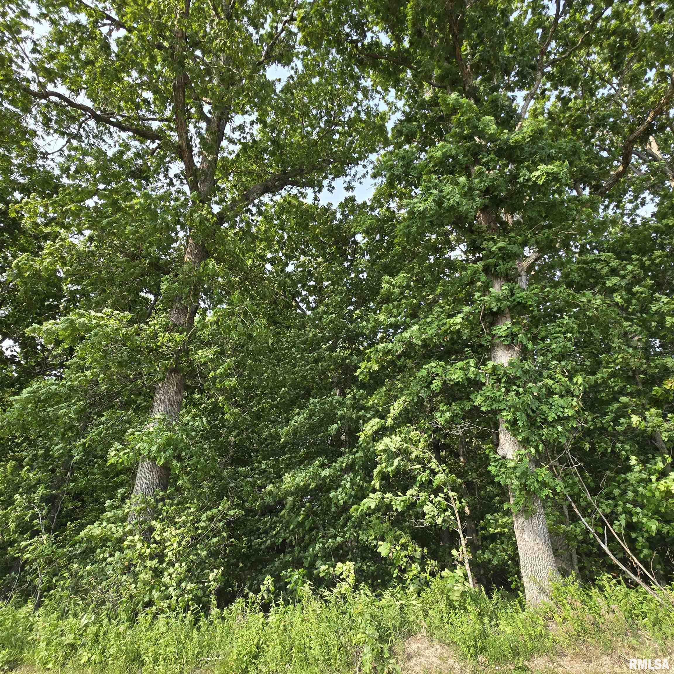 000 Wilson Road, Kinmundy, Illinois image 3