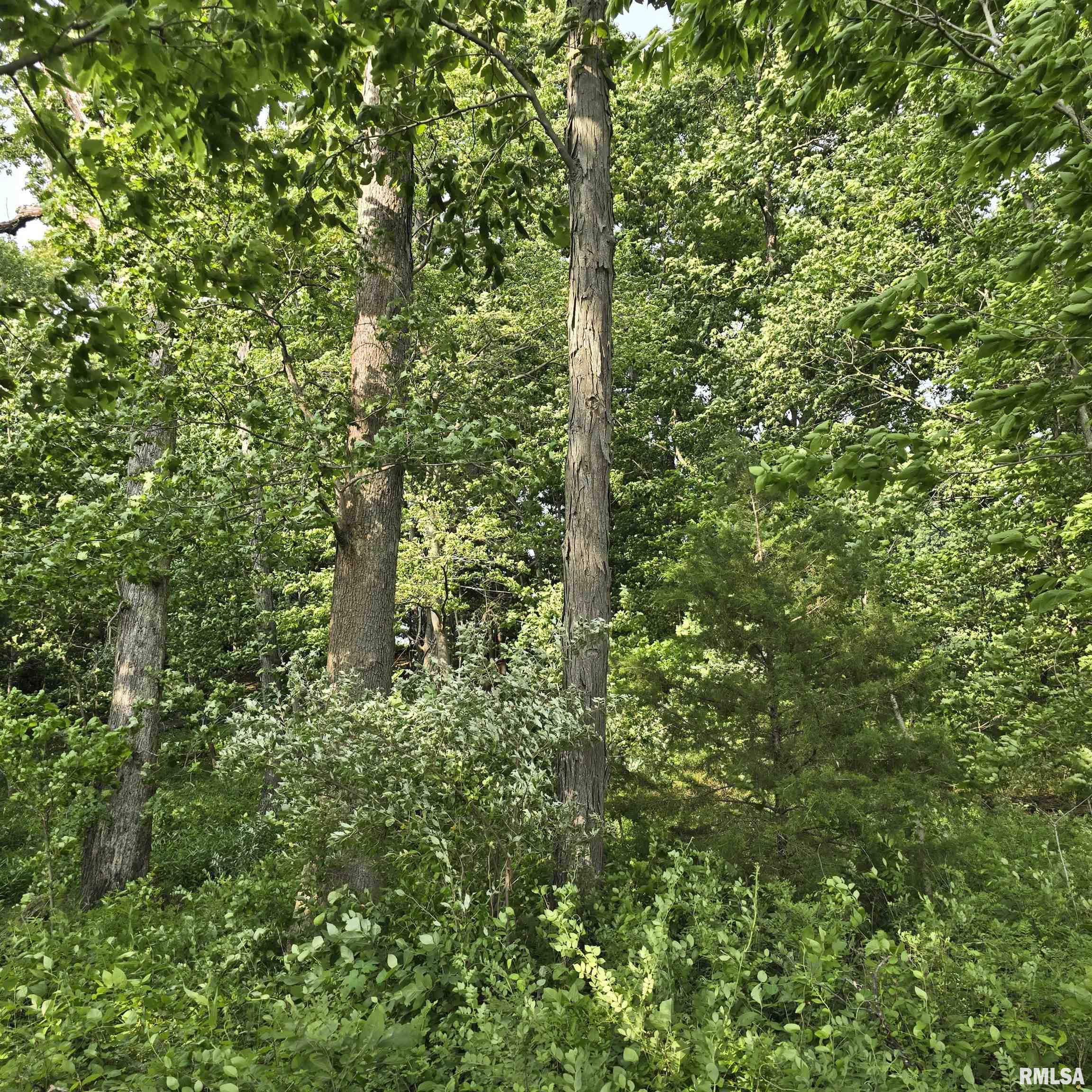 000 Wilson Road, Kinmundy, Illinois image 6