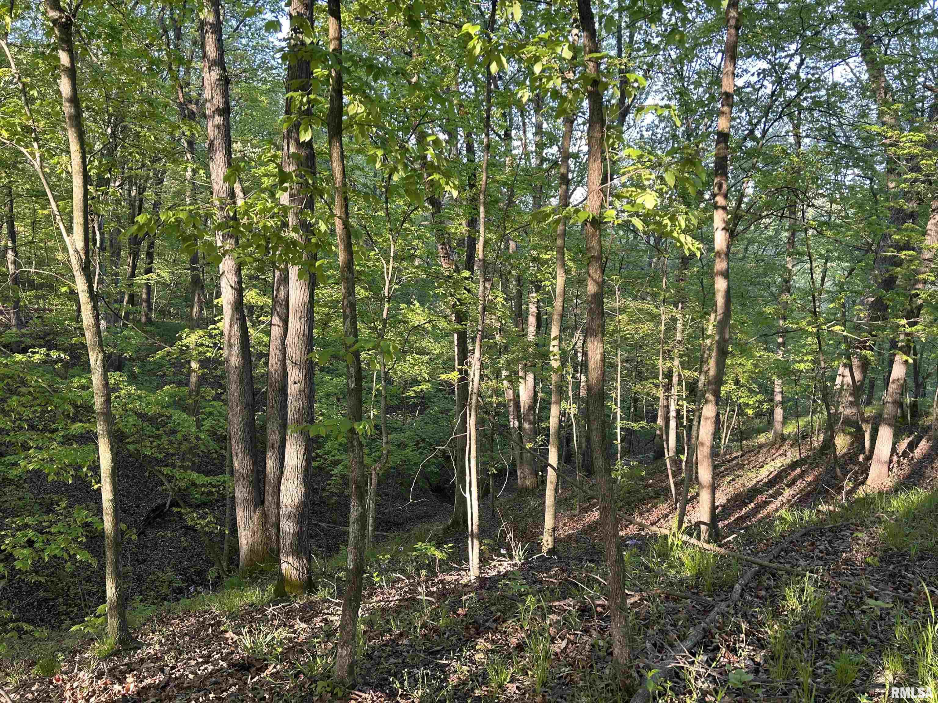 Chambers Road, Smithfield, Illinois image 18