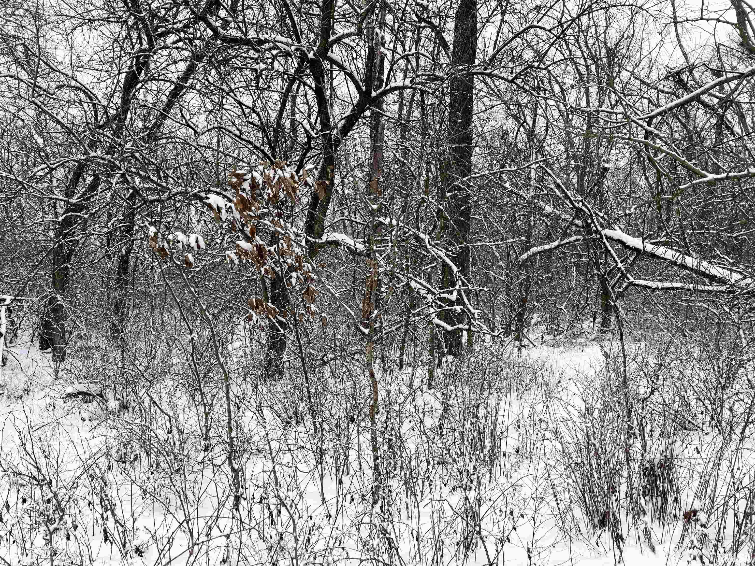 0000 Salisbury Cemetery Road, Pleasant Plains, Illinois image 40