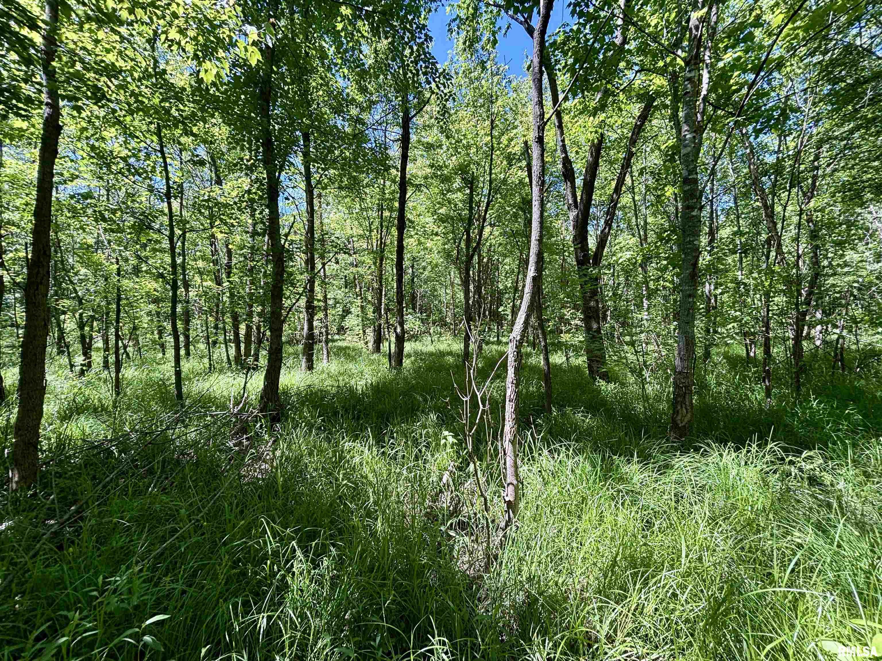 000 Netty Green Road, Galatia, Illinois image 18
