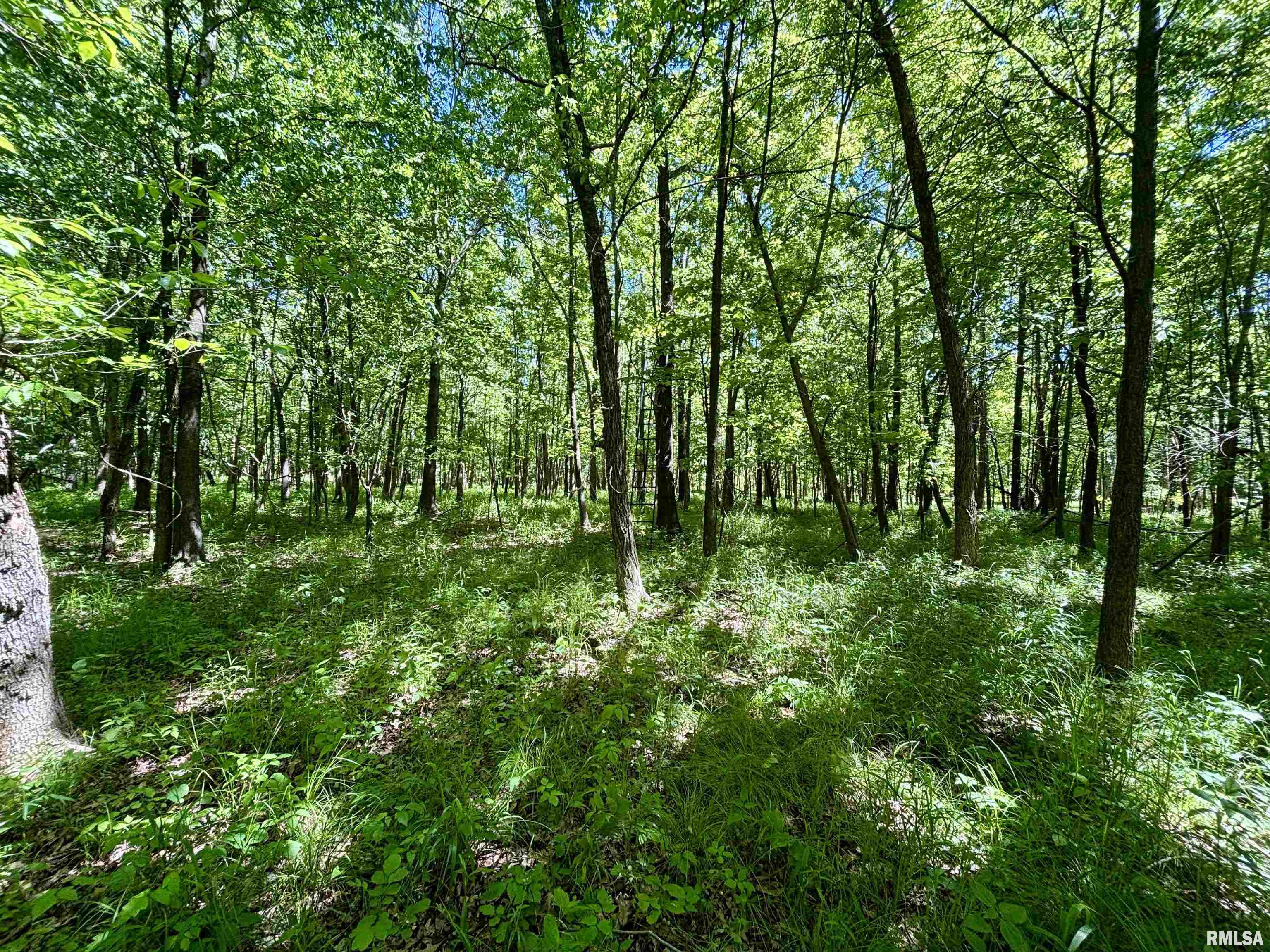 000 Netty Green Road, Galatia, Illinois image 17