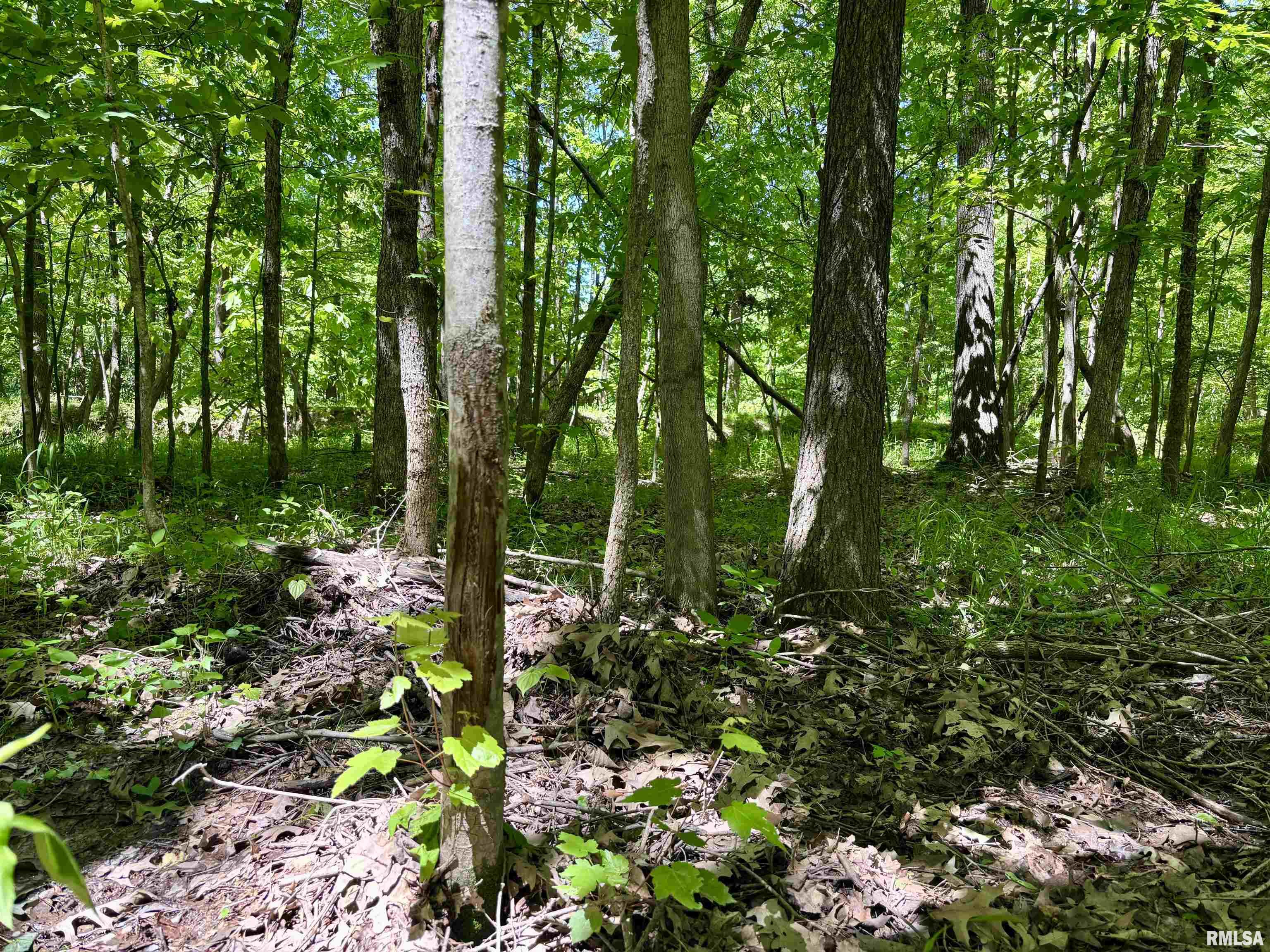 000 Netty Green Road, Galatia, Illinois image 21