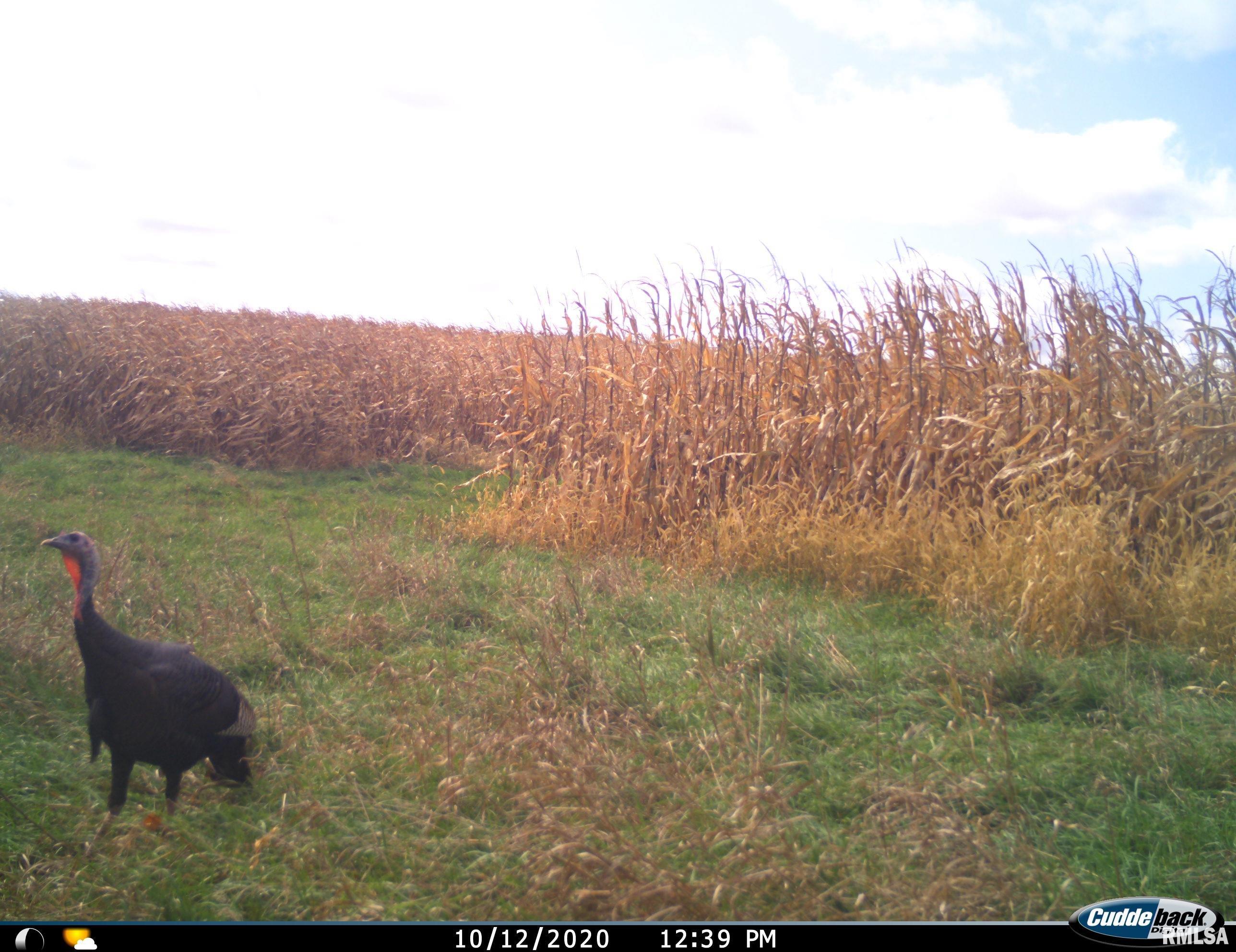 1534 Knox Rd 1000 N, Maquon, Illinois image 3