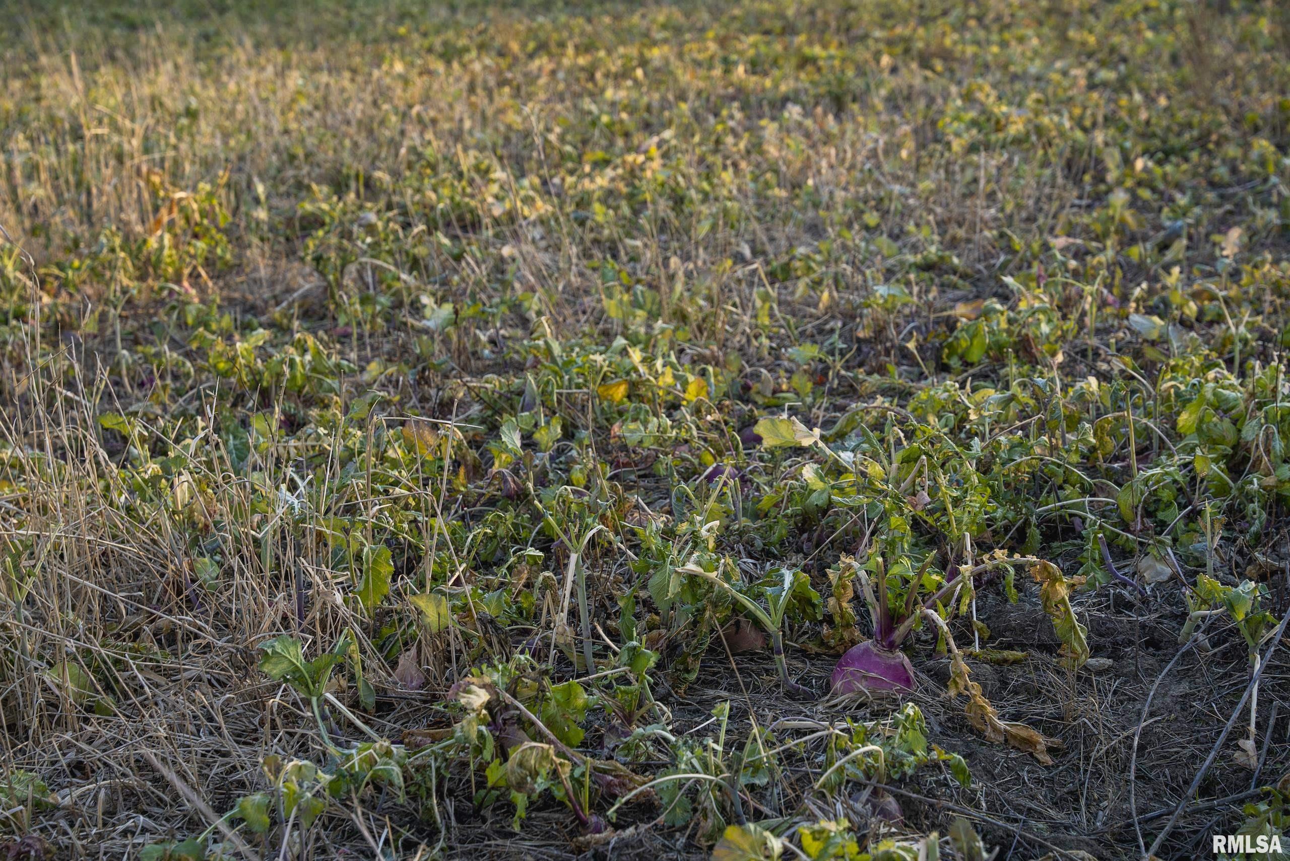 000 Liberty Road, Augusta, Illinois image 37