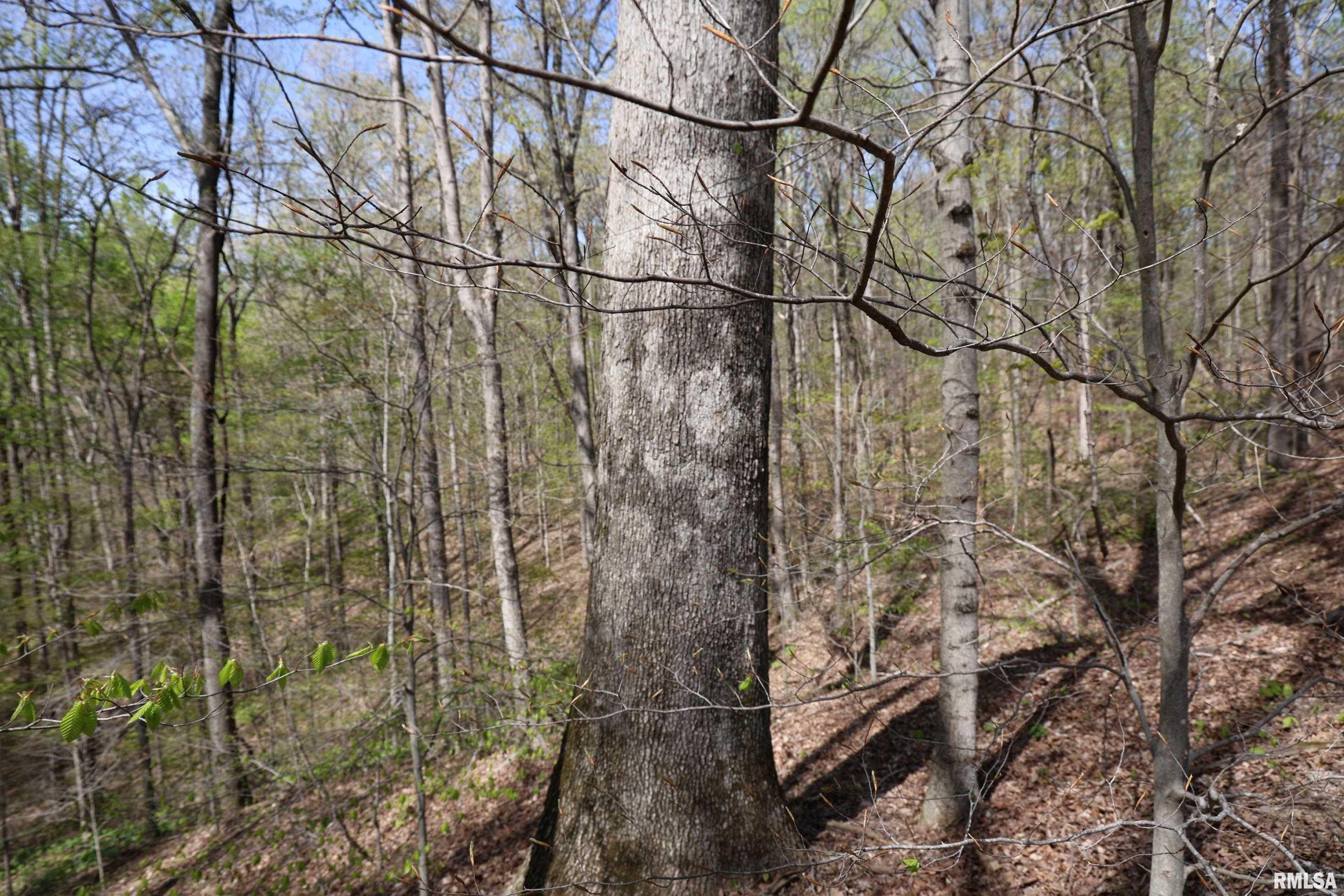 000 Bean Ridge Road, Thebes, Illinois image 10