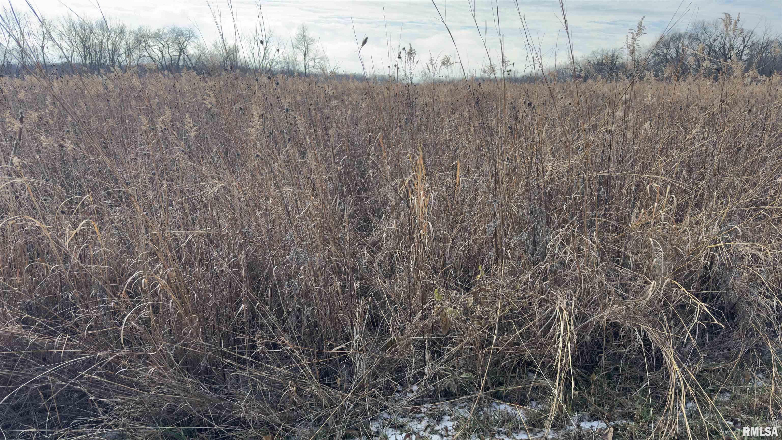 Timber Road, Kewanee, Illinois image 12