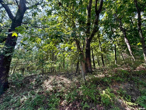 Vacant Land For Sale - TBD E County Road 00 E Road<br/> White County, Norris City, IL 62869