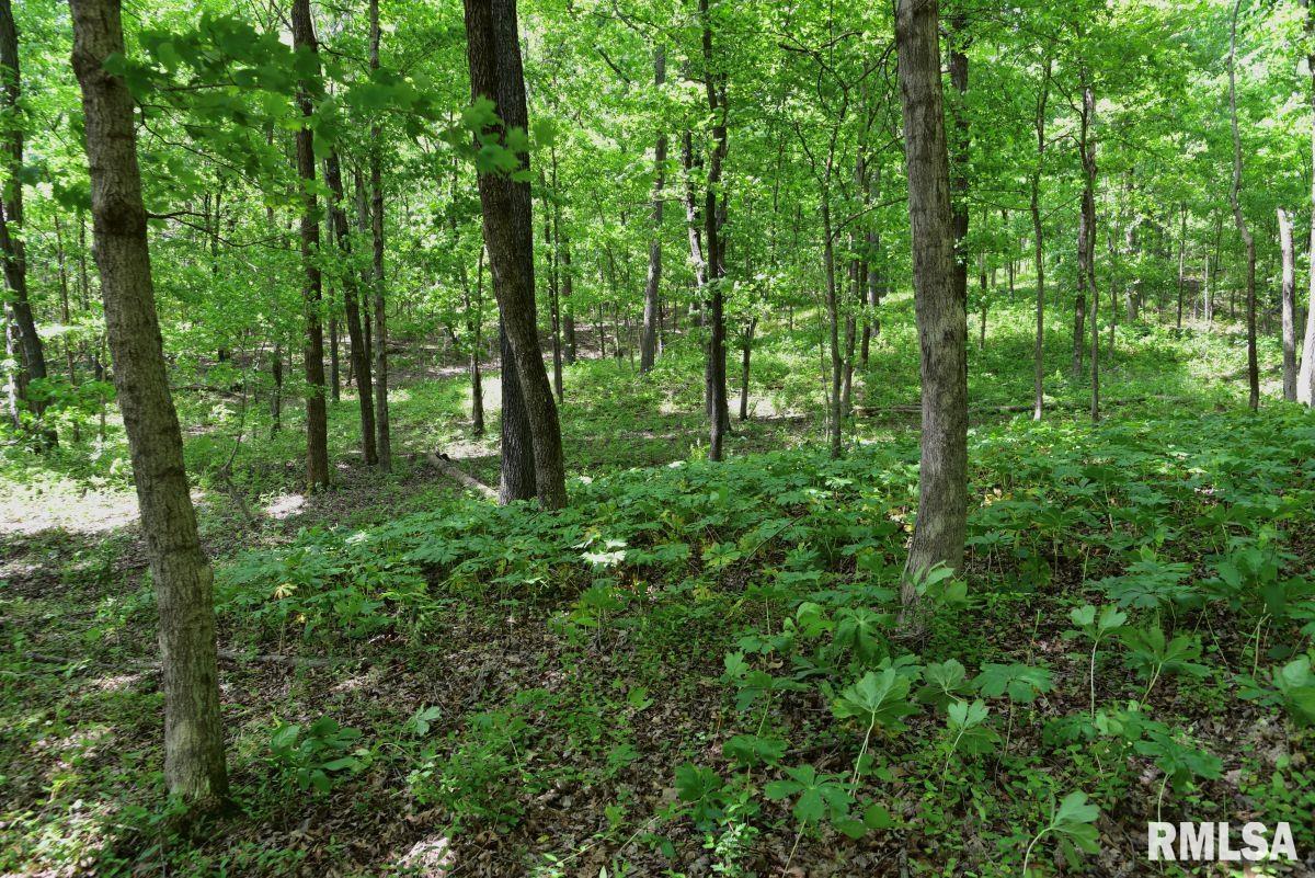 004 Battleford Road, Stonefort, Illinois image 13