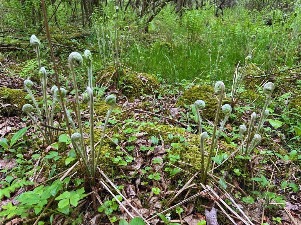 Lot 6.2 Launt Hollow Road, Hamden, New York image 27