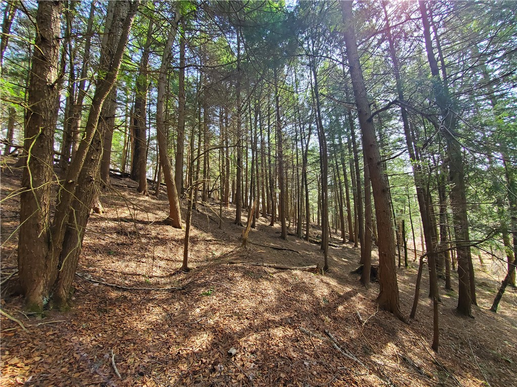 Lot #9 Goddards Road, New Lisbon, New York image 6