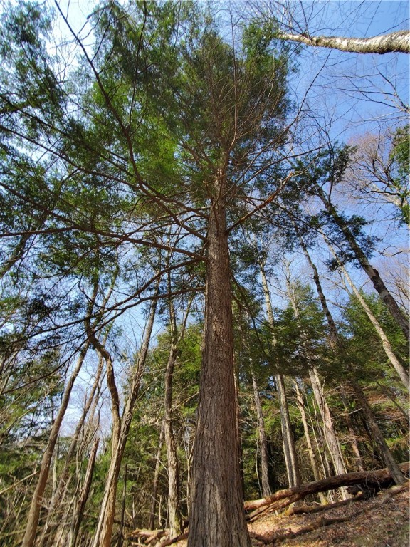 Lot #9 Goddards Road, New Lisbon, New York image 19