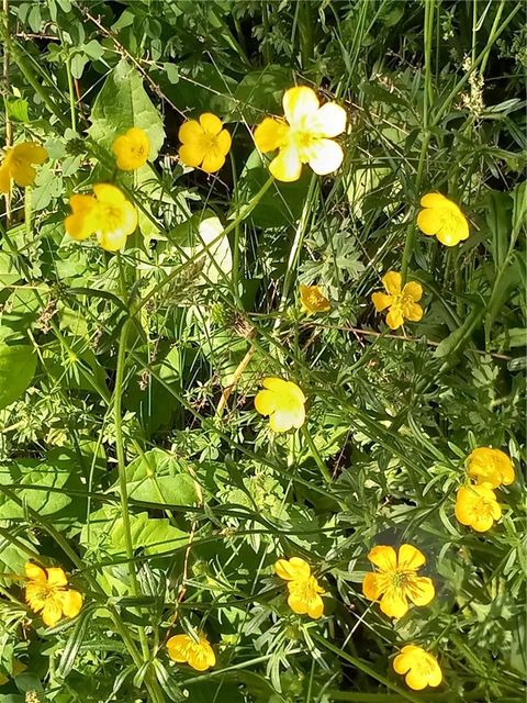 Tiny photo for 599 State Route 38, Locke, NY 13092 (MLS # R1660589)