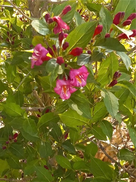 Tiny photo for 599 State Route 38, Locke, NY 13092 (MLS # R1660589)