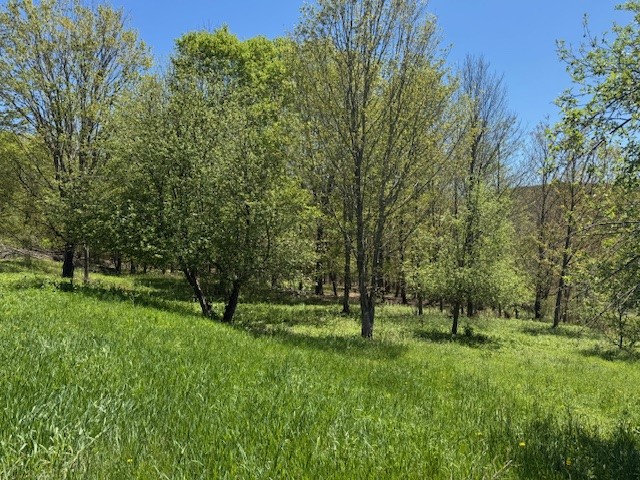 64 Olin Evans Road, Franklin, New York image 5
