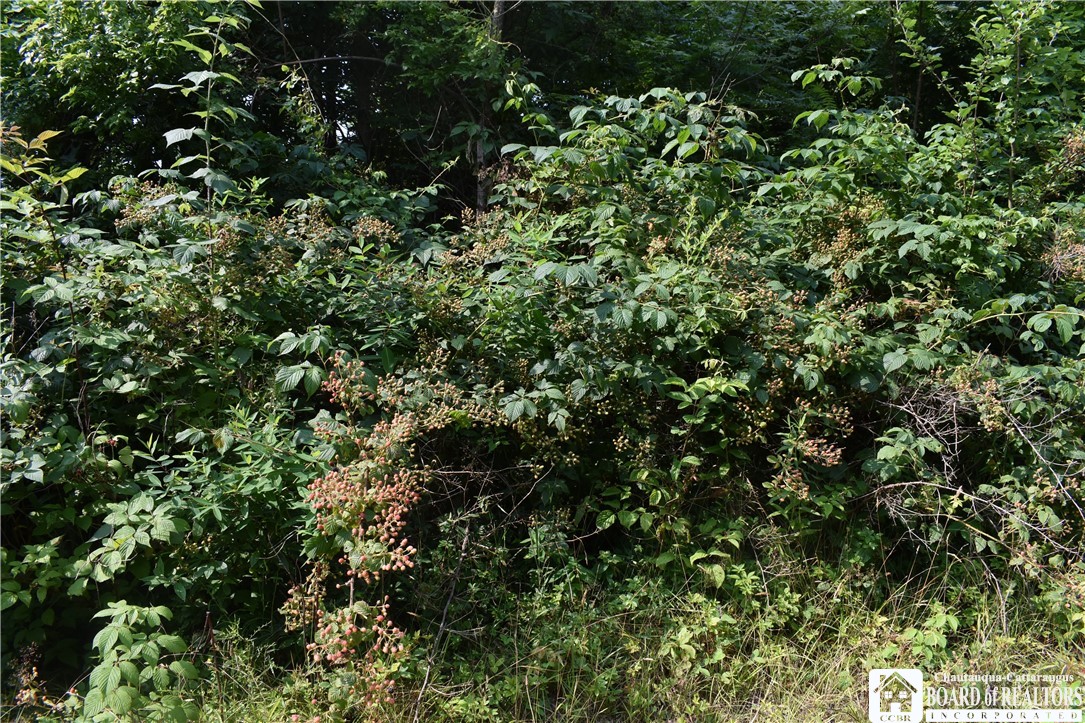 Foe Road, Dayton, New York image 9
