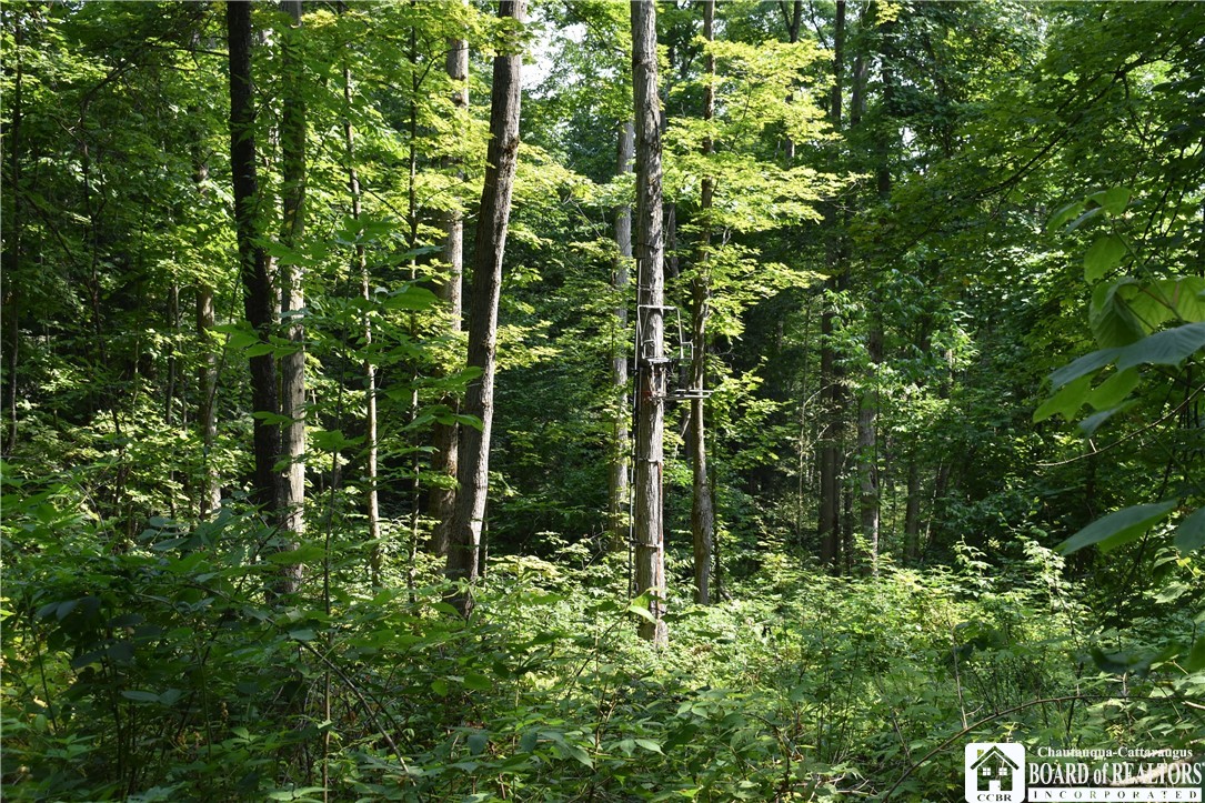 Foe Road, Dayton, New York image 21