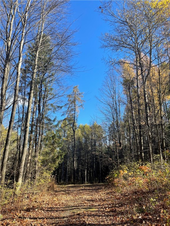 Carney Hollow Road, Springwater, New York image 3