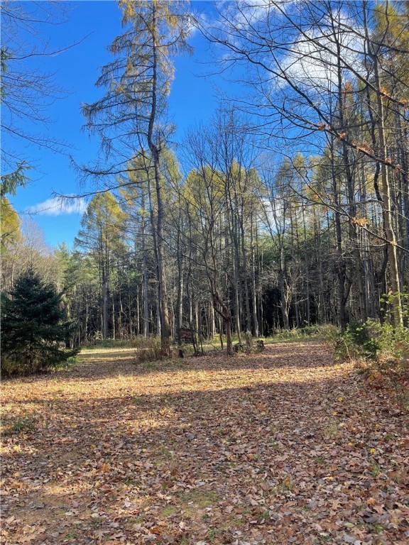 Carney Hollow Road, Springwater, New York image 6