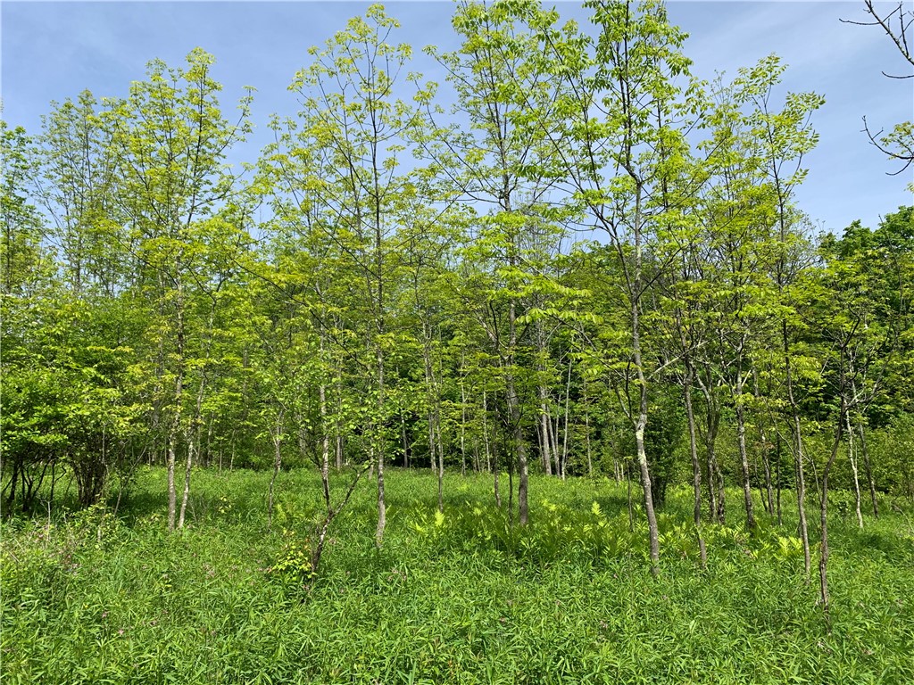 Merrill Creek Road, Marathon, New York image 17