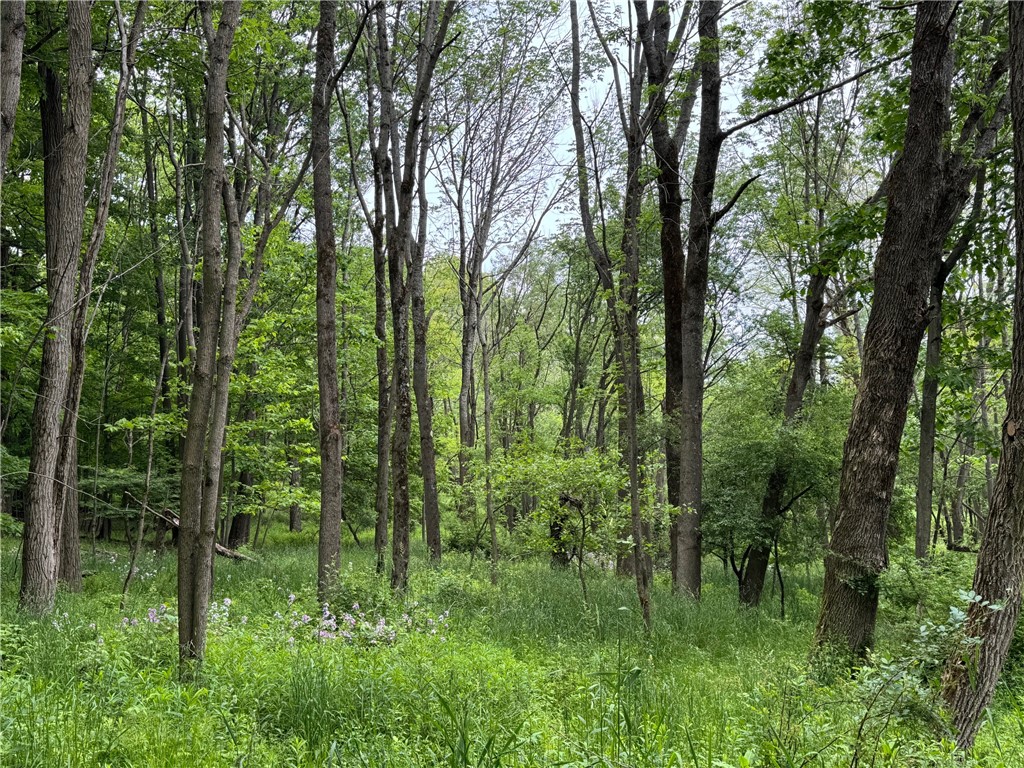 1604 Moland Road, Alfred, New York image 42