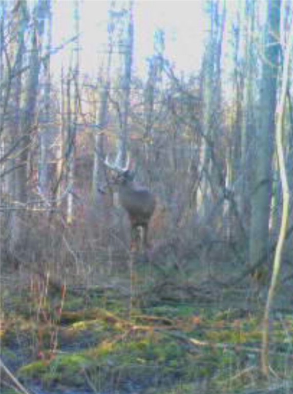 Redman Road, Clarkson, New York image 15