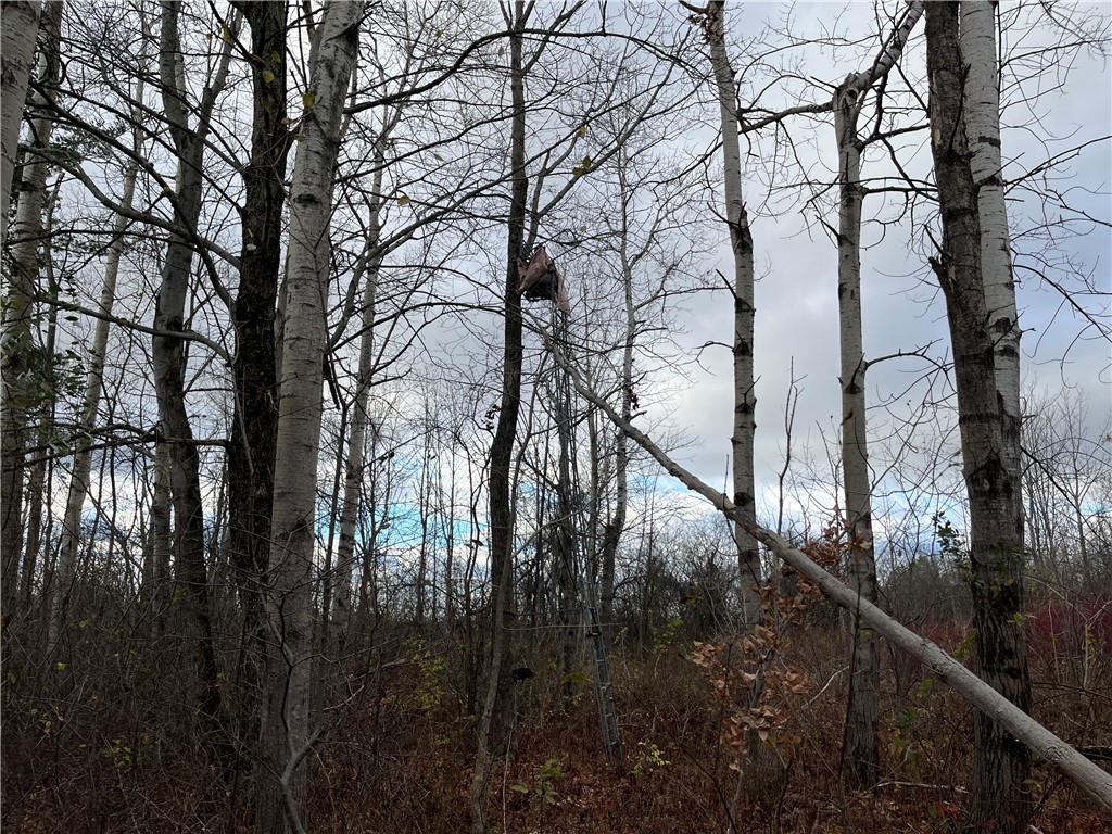 Picnic Area Road, Hector, New York image 5