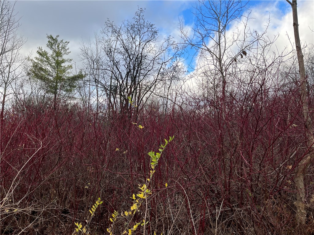 Picnic Area Road, Hector, New York image 14