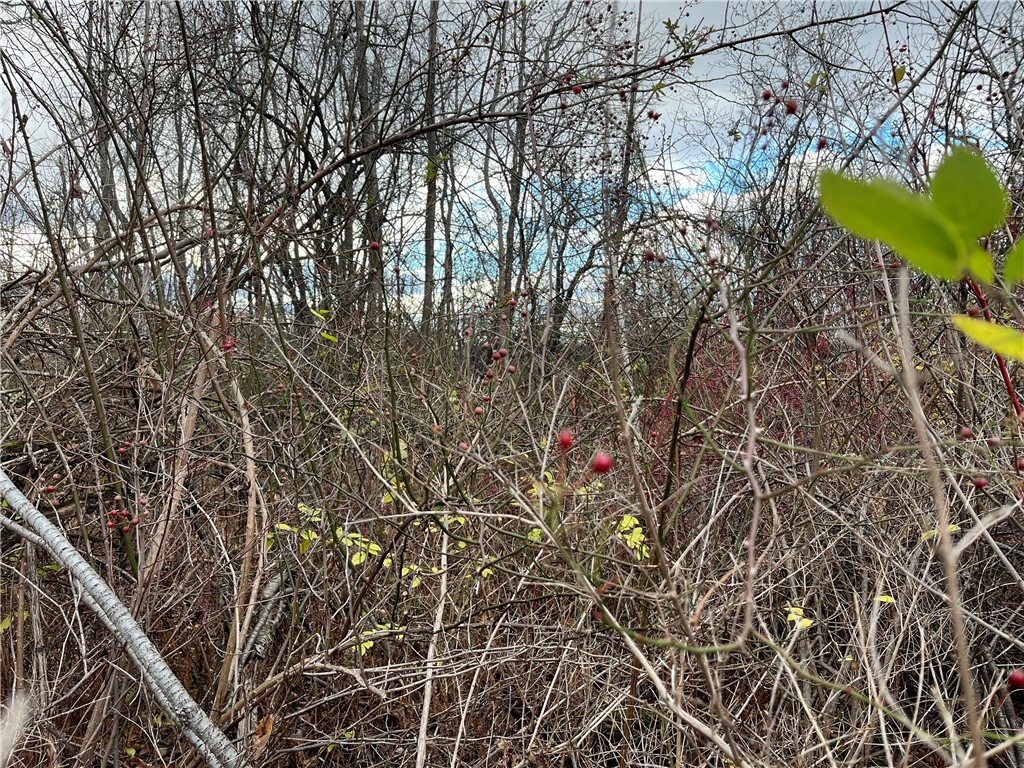 Picnic Area Road, Hector, New York image 12