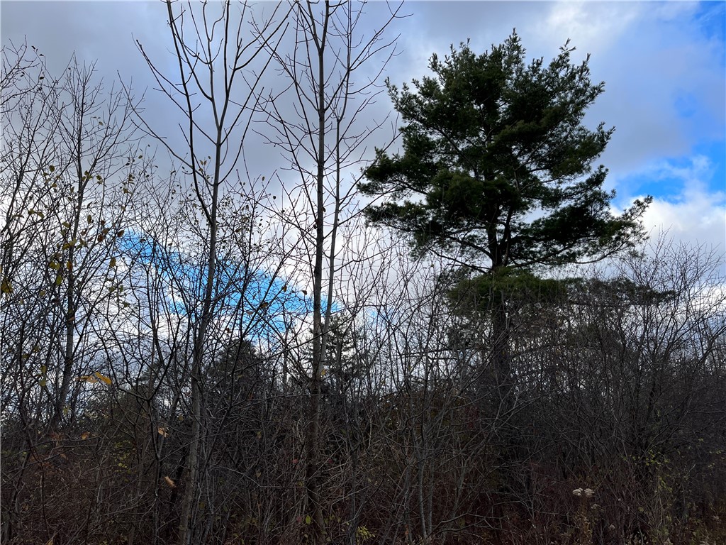 Picnic Area Road, Hector, New York image 7