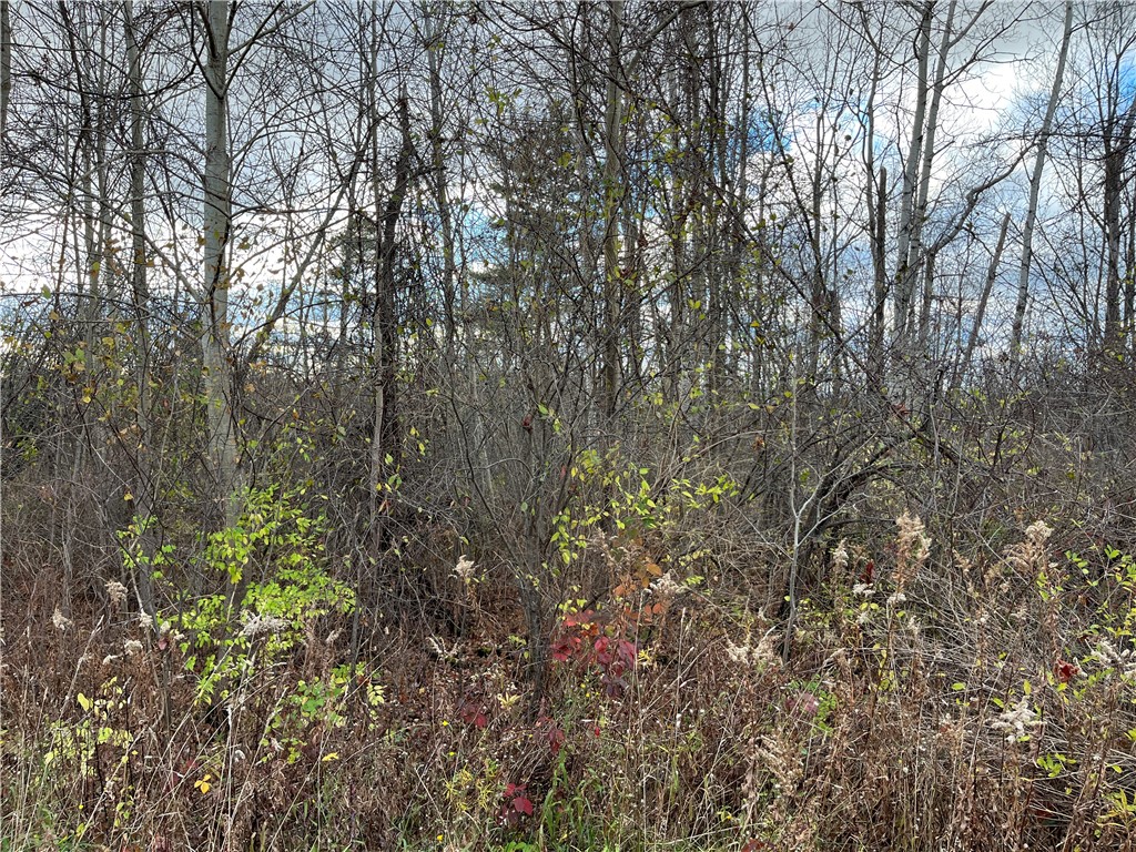 Picnic Area Road, Hector, New York image 10