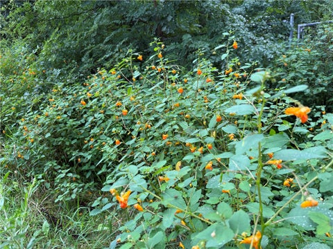 Tiny photo for 201 Oak Hill Road, Baldwin, NY 14861 (MLS # R1714183)