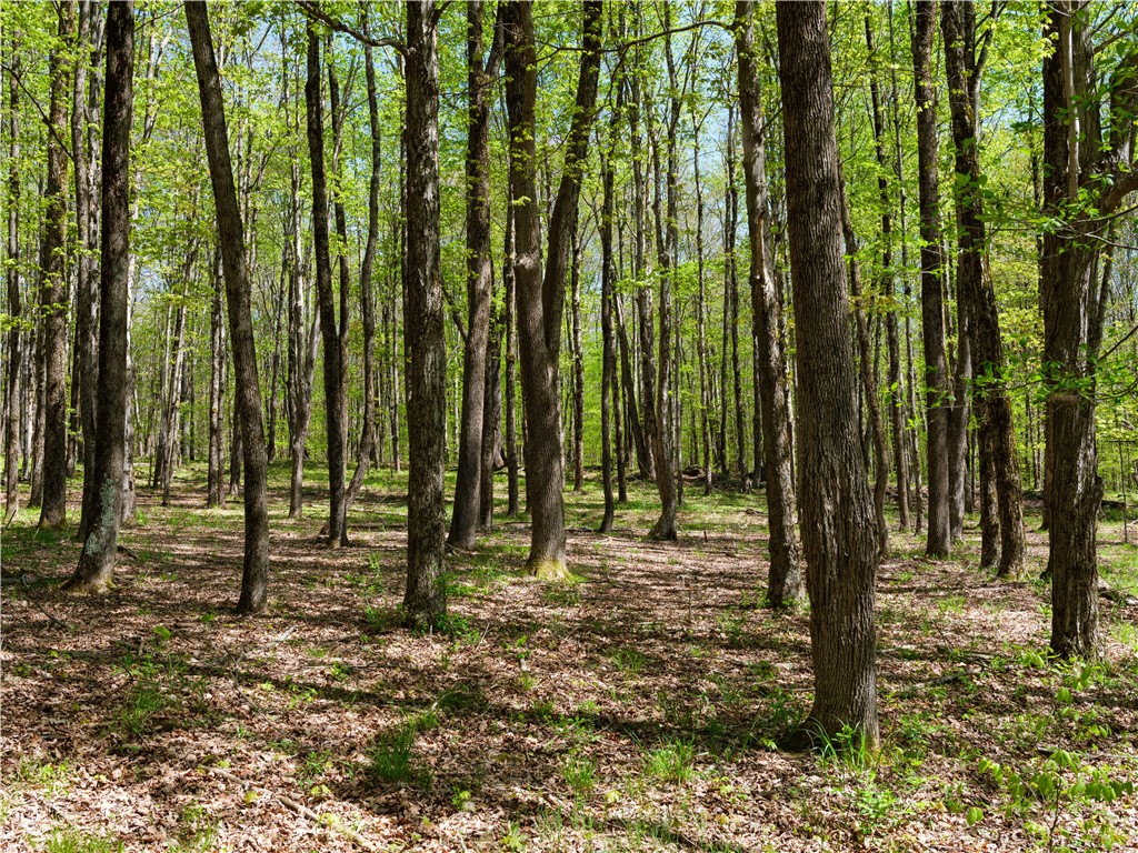 Sanly Road, Franklin, New York image 6