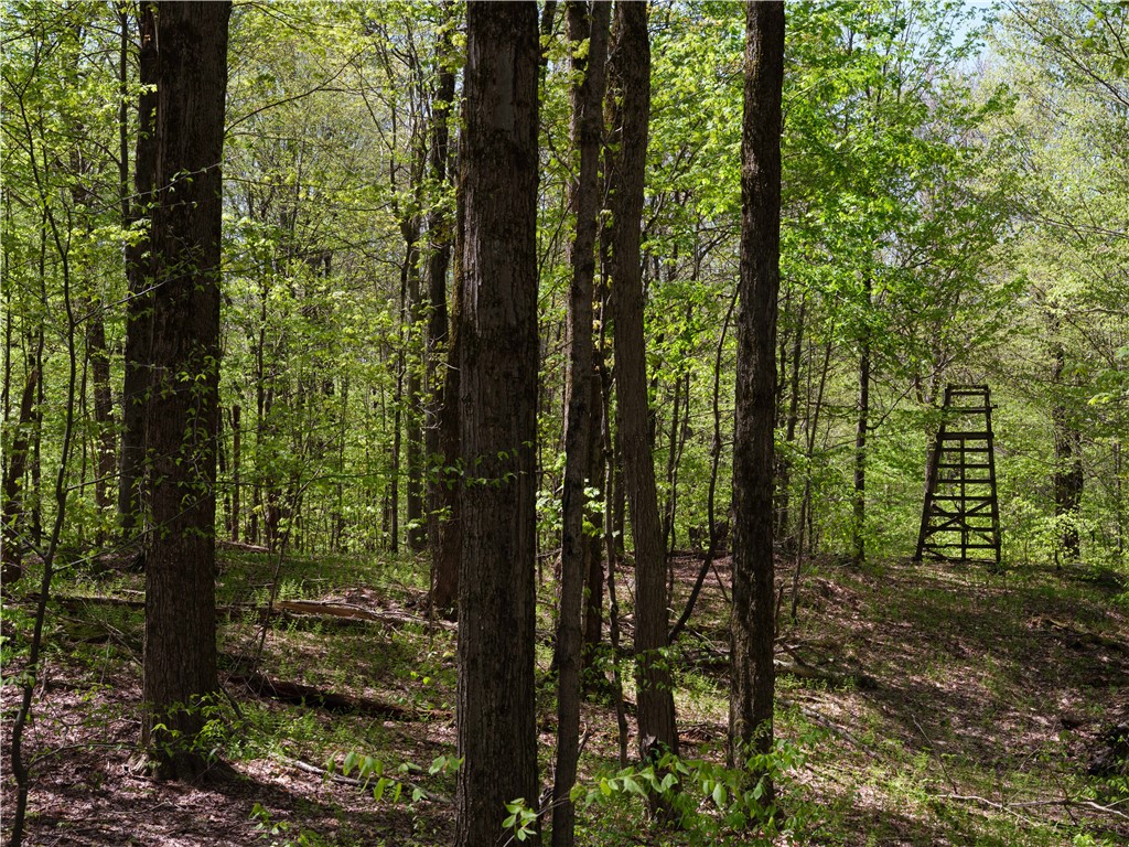 Sanly Road, Franklin, New York image 8