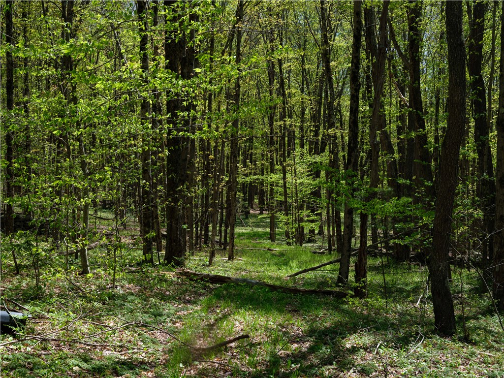 Sanly Road, Franklin, New York image 7