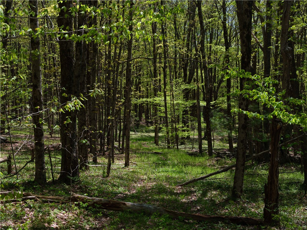 Sanly Road, Franklin, New York image 9