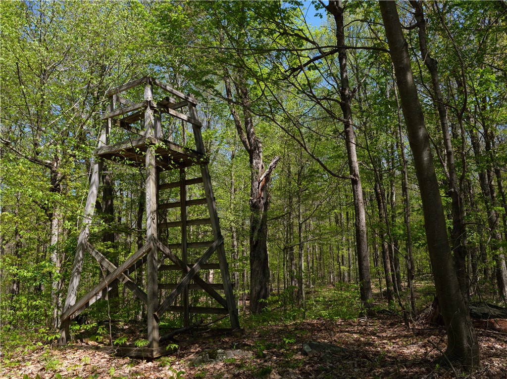 Sanly Road, Franklin, New York image 4