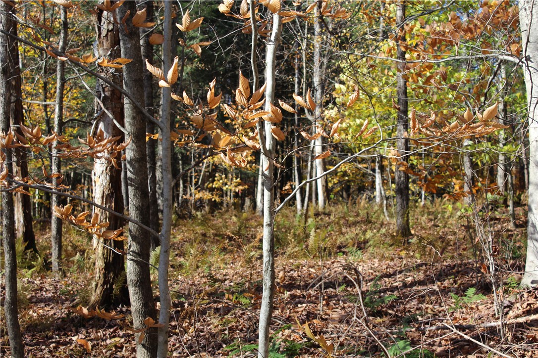 Poolbrook Road, Laurens, New York image 3