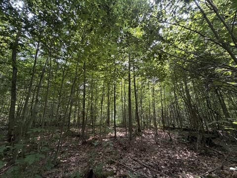Tiny photo for Busti, NY 14710 (MLS # R1709155)