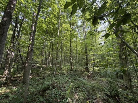 Tiny photo for Busti, NY 14710 (MLS # R1709155)