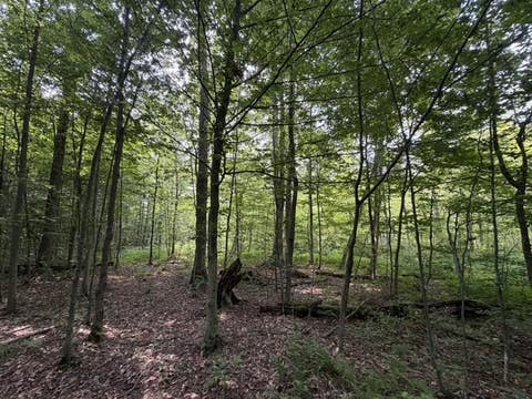 Tiny photo for Busti, NY 14710 (MLS # R1709155)