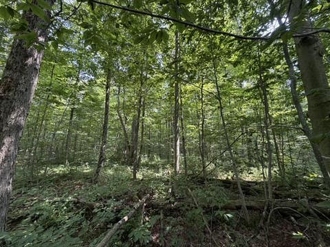 Tiny photo for Busti, NY 14710 (MLS # R1709155)