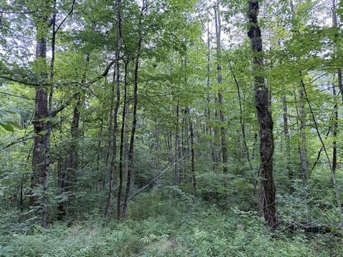 Tiny photo for Busti, NY 14710 (MLS # R1709155)