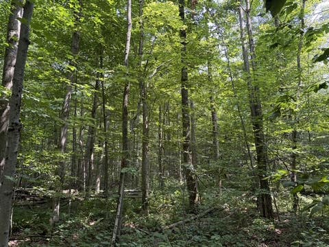 Tiny photo for Busti, NY 14710 (MLS # R1709155)