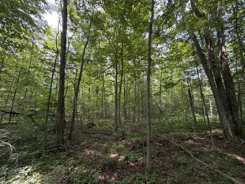 Tiny photo for Busti, NY 14710 (MLS # R1709155)
